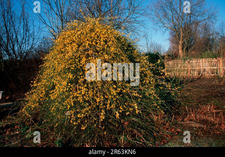 Jasmin (arbustes), jasmin d'hiver jaune (Jasminum nudiflorum) (plantes) (famille des oliviers) (Oleaceae) (brousse) (Chine) (asie) (jaune) (paysage) Banque D'Images