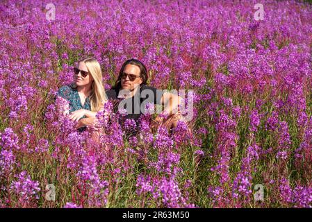 Jeune couple, femme blonde et homme brunette assis dans un champ de fleurs sauvages roses, heure d'été dans le nord du Canada, entouré de Fireweed. Banque D'Images