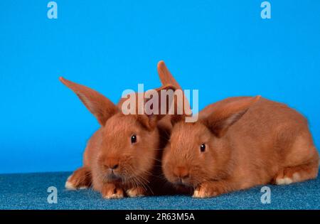 Jeunes lapins, lapins rouges de la Nouvelle-Zélande, chatons, lapin rouge de la Nouvelle-Zélande, Nouvelle-Zélande rouge, animaux, mammifères, mammifères, rongeurs, rongeurs, lapins Banque D'Images