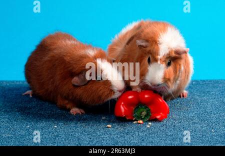 R manger du poivron, du porc Rex Guinée, du rouge et du blanc et du cochon Rosette Guinée, du rouge et du blanc, manger du poivre doux Rex Guinée Pig et Abyssinian Banque D'Images