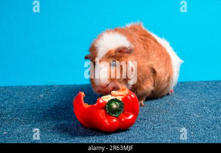 Cochon de Guinée abyssinienne, poivron rouge et blanc, cobaye rosette, poivron rouge et blanc Banque D'Images