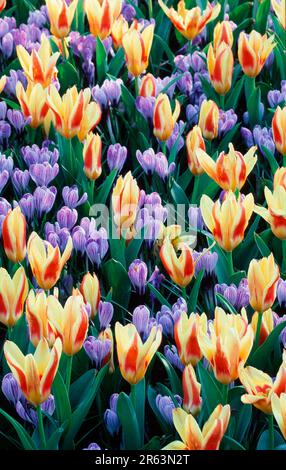 Tulipes et crocuses (plantes) (plantes) (famille des nénuphars) (Liliaceae) (famille des iris) (Iridaceae) (fleurs) (plantes de jardin) (plantes bulbeuses) (fleurs) Banque D'Images