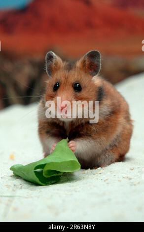 Hamster doré (Mesocricetus auratus) en salade Banque D'Images