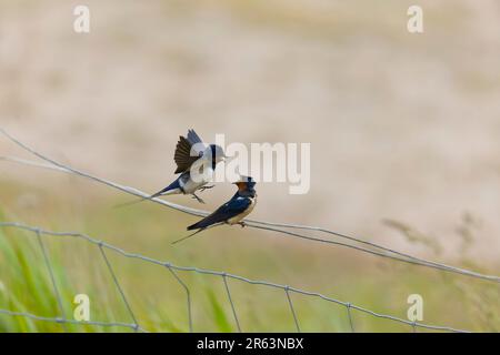 Barn Higuse Hirundo rustica, paire d'adultes, homme volant vers une femelle perchée sur un fil, Suffolk, Angleterre, juin Banque D'Images