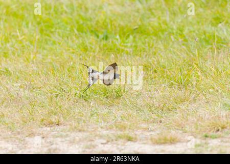 Barn hirondelle Hirundo rustica, femelle adulte volant, sur le point de prendre la mouche damselfly, Suffolk, Angleterre, juin Banque D'Images