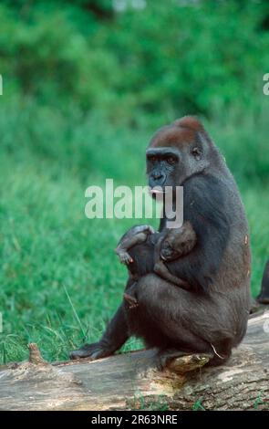Les Gorilles de l'ouest, avec de jeunes femelles (Gorilla gorilla gorilla) Banque D'Images