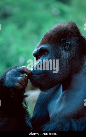 Gorilla occidentale (Gorilla gorilla gorilla), silverback, côté, profil Banque D'Images