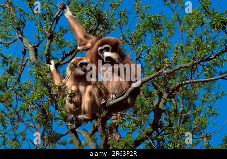 gibbons blancs (Hylobates lar), femelles et juvéniles Banque D'Images