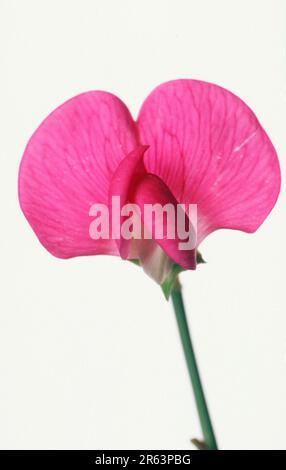 Vesce, fleur, pois doux (Lathyrus odoratus), fleur (plantes) (plantes) (plantes de jardin) (fleurs) (plantes papilionacées) (Popolionoideae) (légumineuses Banque D'Images