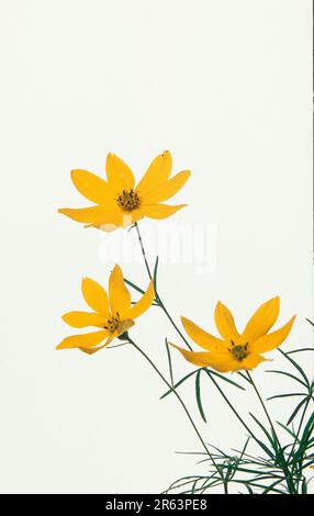 Tickseed à feuilles antivalesées (Coreopsis verticillata) (oeil de fille à feuilles anestes) (plantes) (céphalopodes) (Compositae) (fleurs) (jardin Banque D'Images
