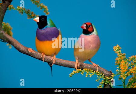 Pointes Gouldian, paire, mâle à tête noire et femelle à tête rouge (Chloebia gouldiae) Banque D'Images