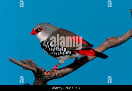 Diamant (Stagonopleura guttata) Banque D'Images