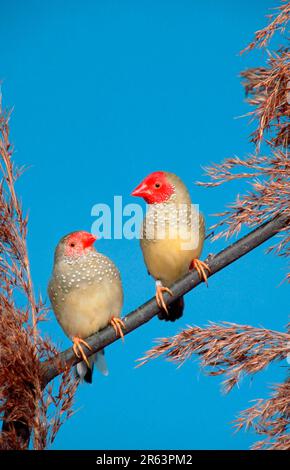 Finches étoiles, paire (Bathilda ruficauda) Banque D'Images