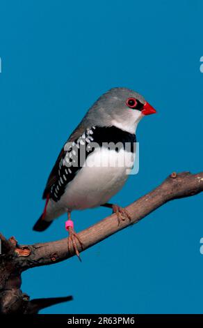 Diamant (Stagonopleura guttata) Banque D'Images