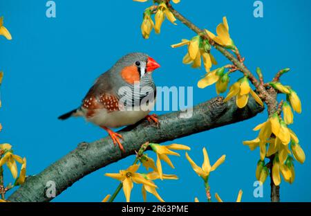 Zebra finch (Taeniopygia guttata), homme Banque D'Images