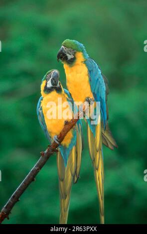Aras bleu et jaune, paire, Macaw bleu et or (Ara ararauna) Banque D'Images