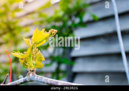 Les premières feuilles vertes des raisins d'éveil au printemps, gros plan. Nouveaux bourgeons de raisin en fleurs Banque D'Images