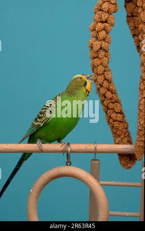 Budgie (Melopsittacus undulatus), femelle, mange du millet Banque D'Images