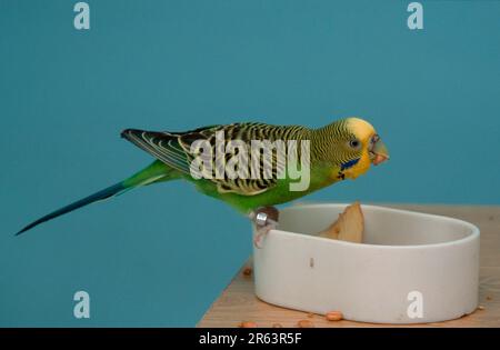 La Budgie (Melopsittacus undulatus), femelle, mange dans le bol alimentaire Banque D'Images