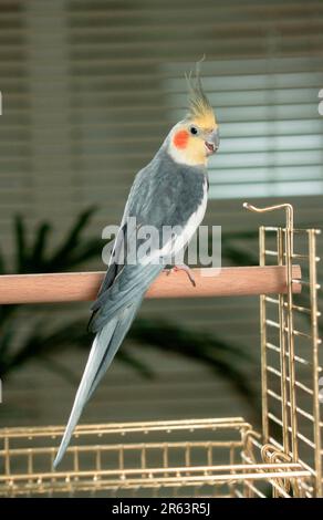 Cockatiel (Nymphicus hollandicus), mâle, en cage Banque D'Images