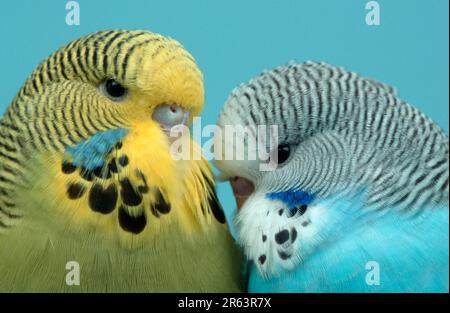 Jeunes Budgerigars (Melopsittacus undulatus), paire, Budgie Banque D'Images