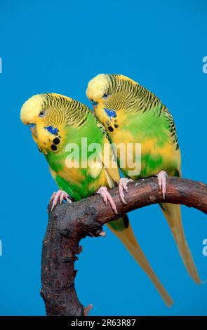 Budgerigars (Melopsittacus undulatus), mâles, Budgie Banque D'Images