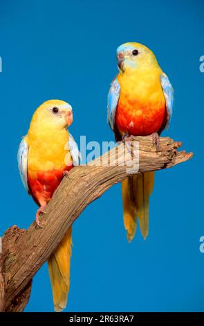 Parakeets de Turquoisine (Neophema pulchella), jaune, paire Banque D'Images