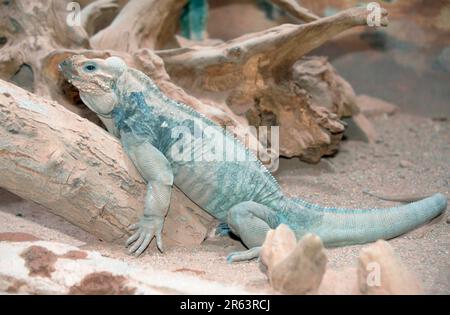 Iguana corned, rhinocéros iguana (Cymura cornuta), Caraïbes, Haïti Banque D'Images