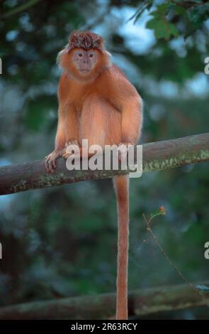 Java langur (Trachypithecus auratus auratus) Banque D'Images