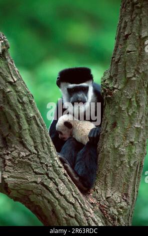 Singes colobus (Colobus guereza) Femme avec des petits Banque D'Images