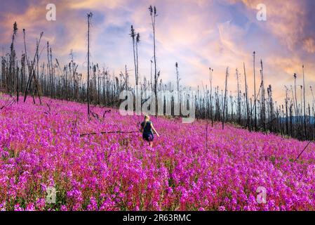 Superbe champ de fleurs sauvages rose vif avec une femme blonde qui marche dans le désert. Ciel rose pastel et forêt brûlée en arrière-plan. Banque D'Images