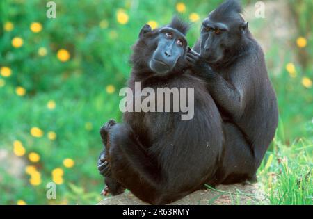 Sulawesi macaques noires à crête (Macaca nigra), paire, toilettage, Celebes APE Banque D'Images