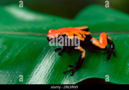 Grenouille de dard de poison de spaterback (Dendrobates galactonotus), grenouille de dard de poison Banque D'Images