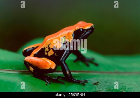 Grenouille de dard de poison de spaterback (Dendrobates galactonotus), grenouille de dard de poison Banque D'Images