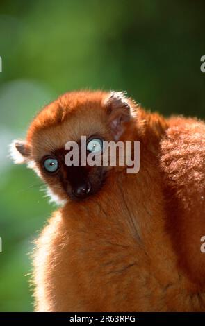 Lemur aux yeux bleus, femelle (flavifrons d'Eulemur macaco), citron noir de Sclater Banque D'Images