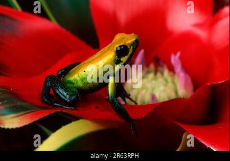 Grenouille poison à pattes noires (Phyllobates bicolor), grenouille poison dart Banque D'Images