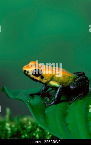 Grenouille poison à pattes noires (Phyllobates bicolor), grenouille poison dart Banque D'Images