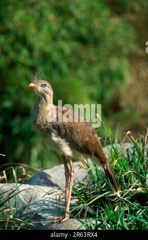 Red-legged Seriema (Cariama cristata) Banque D'Images