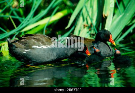 Moorhens, paire avec des jeunes, Rhénanie-du-Nord-Westphalie, Allemagne (Gallinula chloropus) Banque D'Images