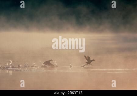 Cuisiniers à base de Fulica atra (Fulica atra) dans la brume matinale, Rhénanie-du-Nord-Westphalie, Allemagne, cuist Banque D'Images