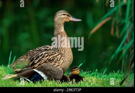 Mallard (Anas platyrhynchos), femelle avec canetons, Rhénanie-du-Nord-Westphalie, Allemagne Banque D'Images