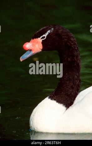 Cygne à col noir (Cygnus melanocorypha) (Cygnus melanocoryphus) Banque D'Images