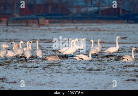 Cygnes siffleurs (Cygnus columbianus bewickii), en hiver, pays-Bas Banque D'Images