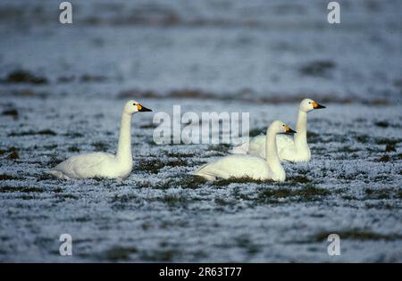 Cygnes siffleurs (Cygnus columbianus bewickii), en hiver, pays-Bas Banque D'Images