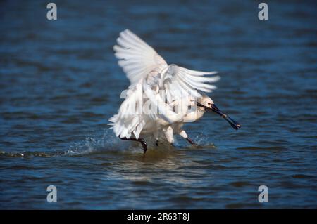 Spoonbill, quarreling, Texel (Plataleo leucorodia), pays-Bas Banque D'Images