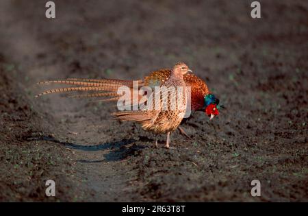 Jeu Pheasants (Phasianus colchicus), paire, exposition de navires, Rhénanie-du-Nord-Westphalie, Allemagne Banque D'Images