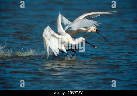 Spoonbills, à partir de l'avion, Texel, pays-Bas (Plataleo leucorodia) Banque D'Images