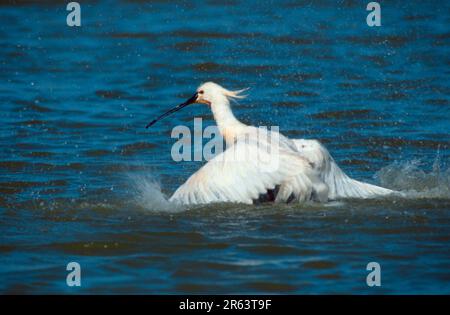 Spoonbill, Texel, pays-Bas (Plataleo leucorodia) Banque D'Images