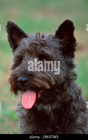 Chien mixte, chien mixte, mélange de terrier à croque-croque (animaux) (mammifères) (mammifères) (chien domestique) (animal de compagnie) (extérieur) (tête) (portrait) (langue) (langue) Banque D'Images