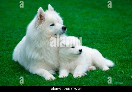 Samoyed avec un chiot de 6 semaines, Samoyed avec un chiot de 6 semaines (animaux) (mammifères) (chien domestique) (animal de compagnie) (extérieur) (prairie) (blanc) (couché) (adulte) Banque D'Images